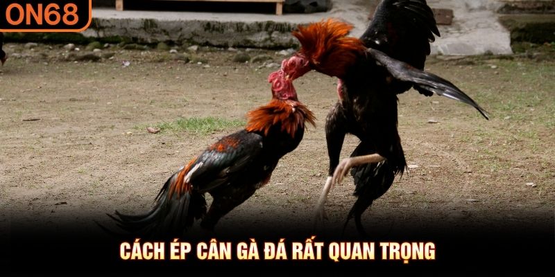 C&aacute;ch &eacute;p c&acirc;n g&agrave; đ&aacute; rất quan trọng&nbsp;