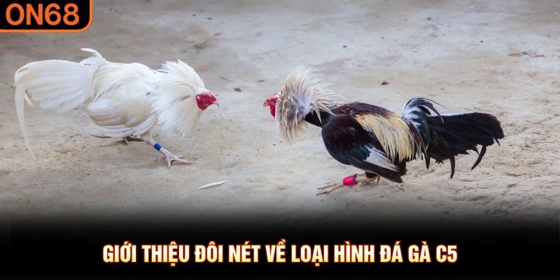 Giới thiệu đ&ocirc;i n&eacute;t về loại h&igrave;nh đ&aacute; g&agrave; C5